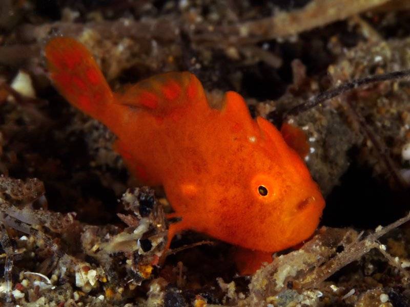 【Anilao】阿尼洛Buceo Anliao Beach & Dive5日4夜潛水套票
