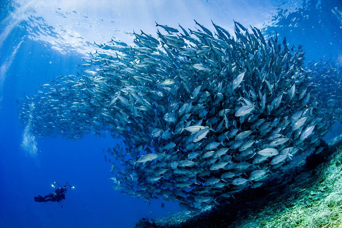 【Bohol】保和島/薄荷島 La Sirenita Dive Resort 5日4夜菲律賓潛水自由行套票
