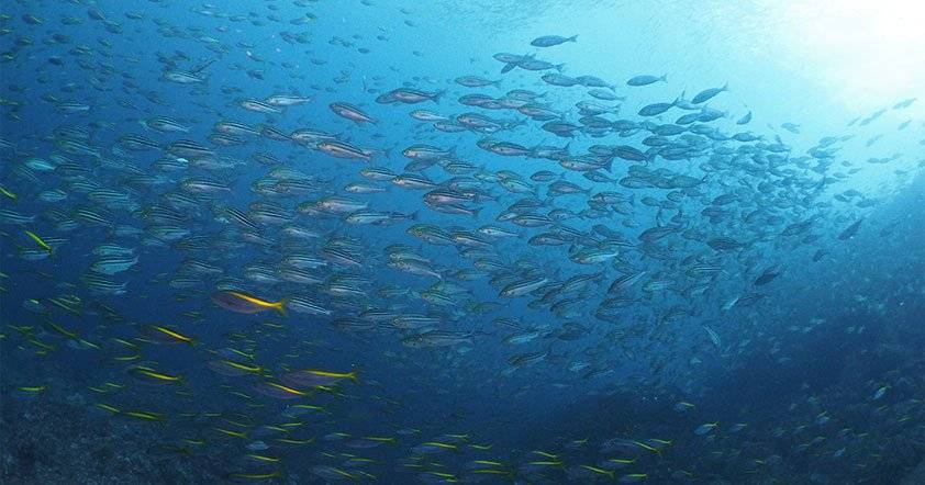 【神子元島】2025年8月23至27日 與鎚頭鯊共游潛水5日4夜旅遊潛水團 *隨團教練Berry*