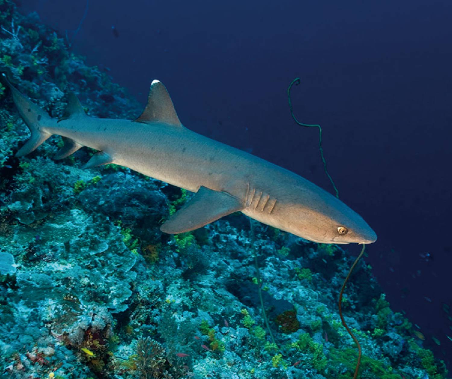 【Dumaguete】杜馬加德 Atlantis Dumaguete Dive Resort 菲律賓潛水自由行套票
