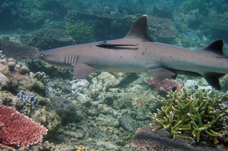 【Tubbataha】Atlantis Dive Resort & Liveaboard - Atlantis Adventurer 豪華圖巴塔哈船潛套票
