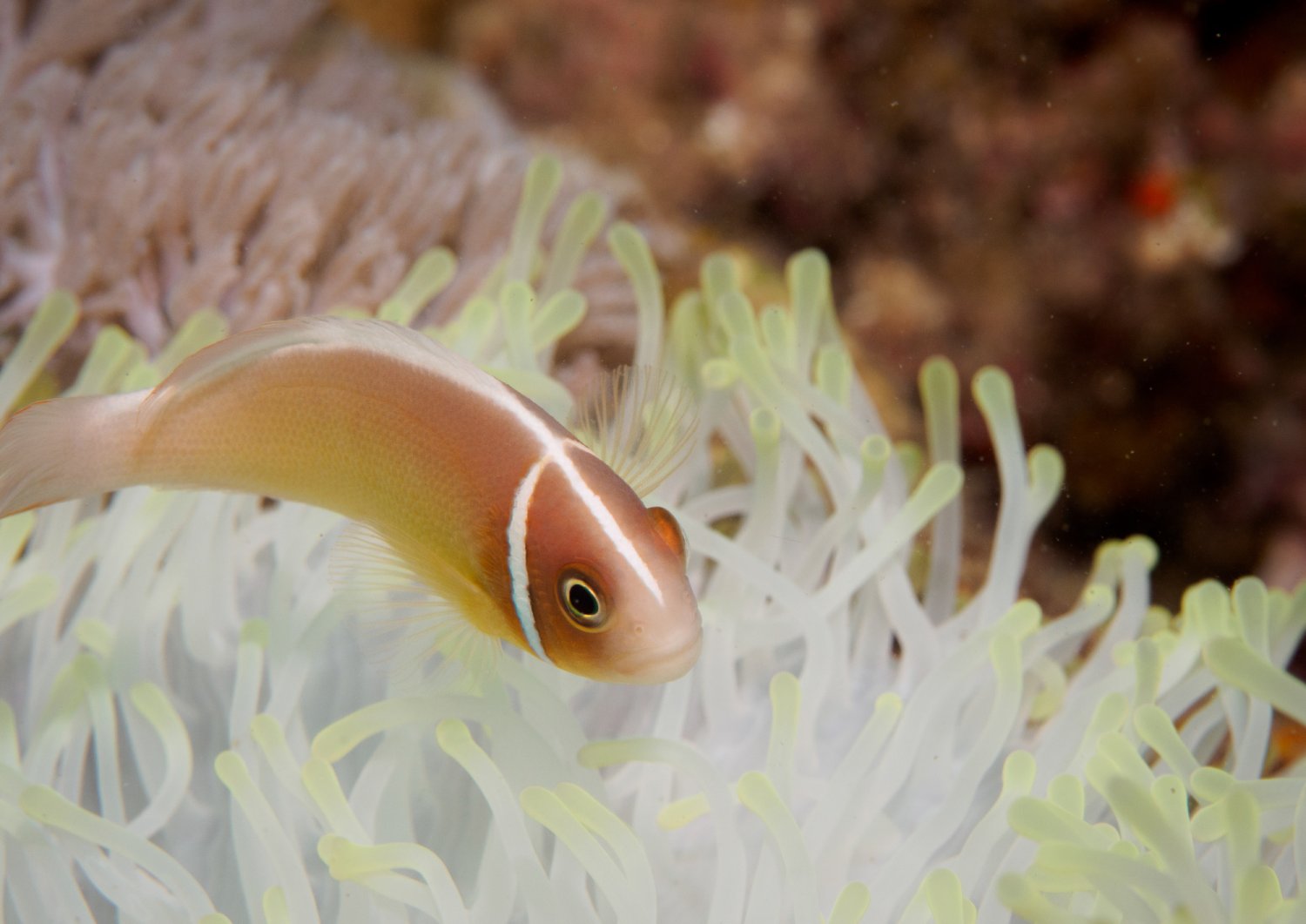 【Anilao】阿尼洛Buceo Anilao Beach & Dive Resort 5/4日潛水課程套票
