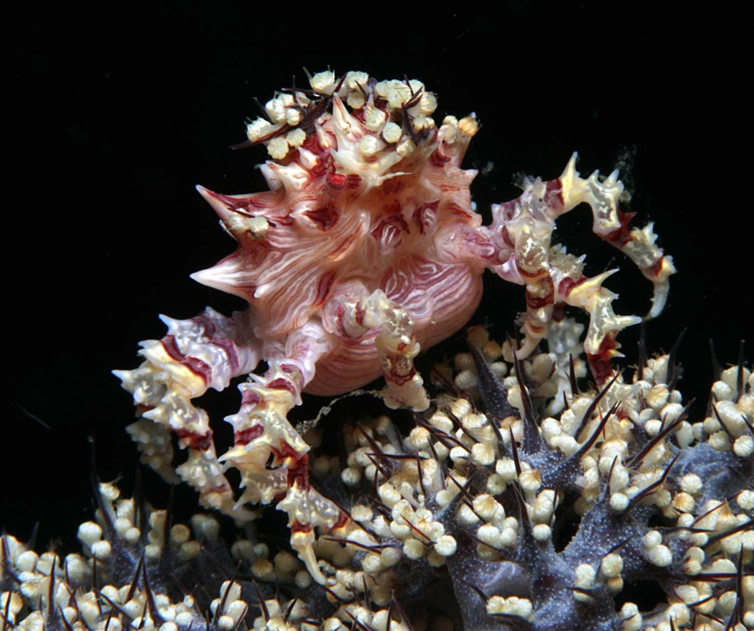 【印尼】Bastianos Lembeh Dive Resort 6日5夜潛水自由行套票