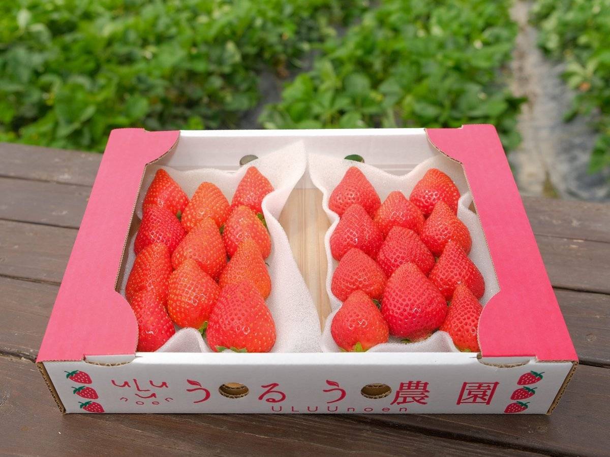 【甜王即摘任食】福岡ULUU果園40分鐘草莓任食體驗