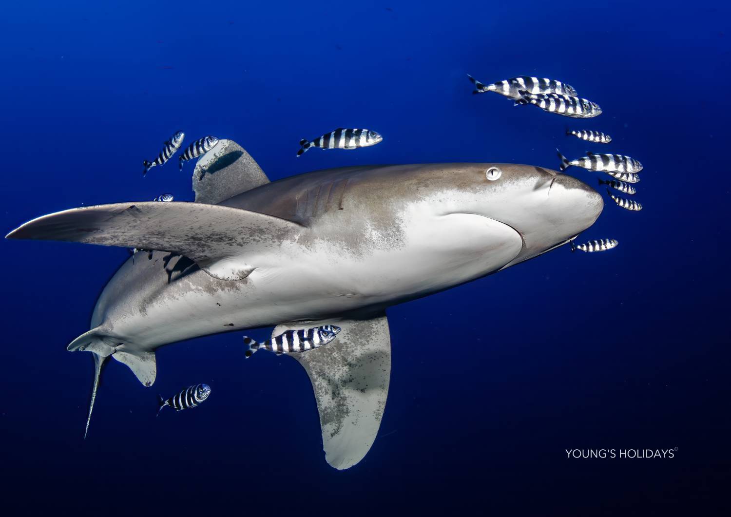 【Fiji】Garden Island Resort Diving package