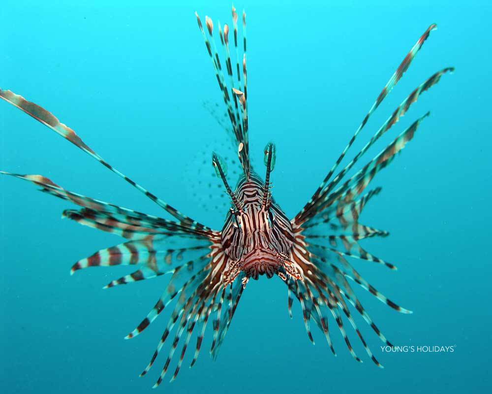 【Indonesia】 Tasik Ria Resort, Spa & Diving  6 days 5 nights diving package