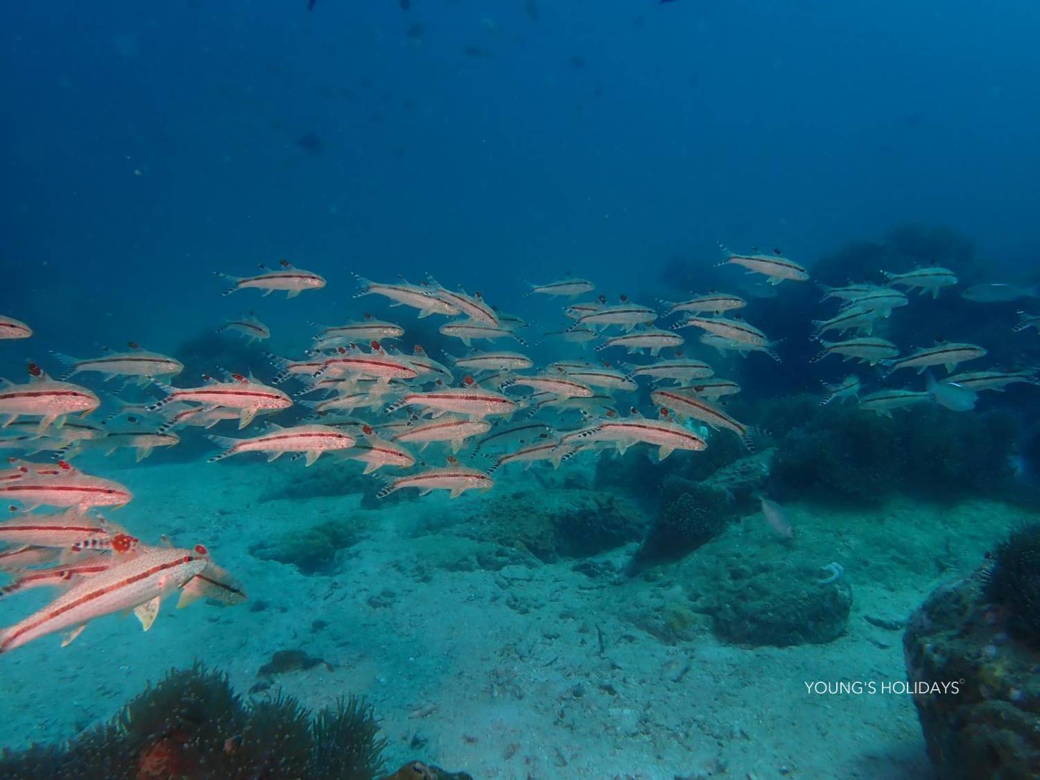 【喀比】2026年10月16日-20日 5日4夜泰國喀比潛水團*隨團教練Nim sir