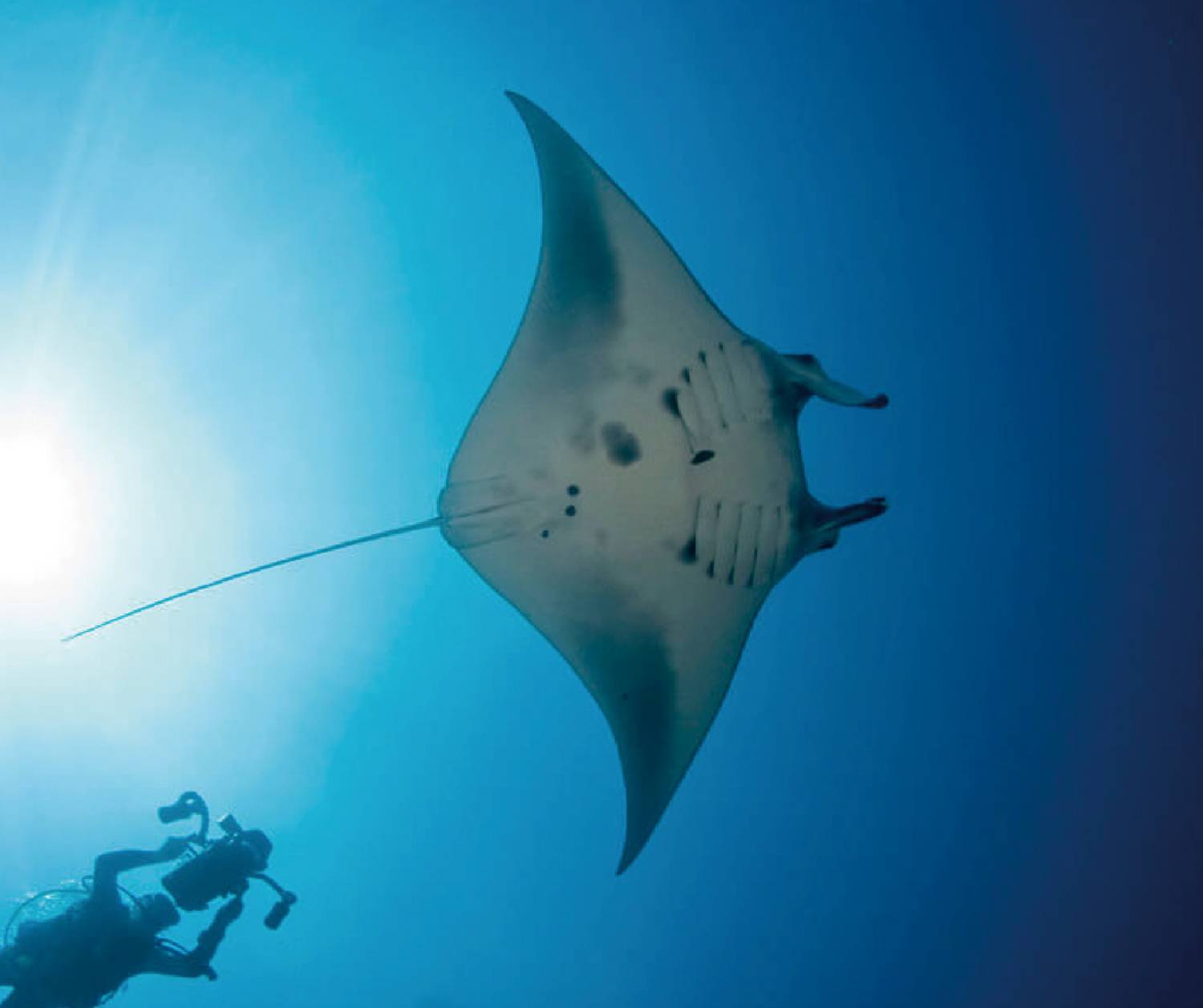 【Philippine】Atlantis Dumaguete Dive Resort 5 days 4 nights diving package