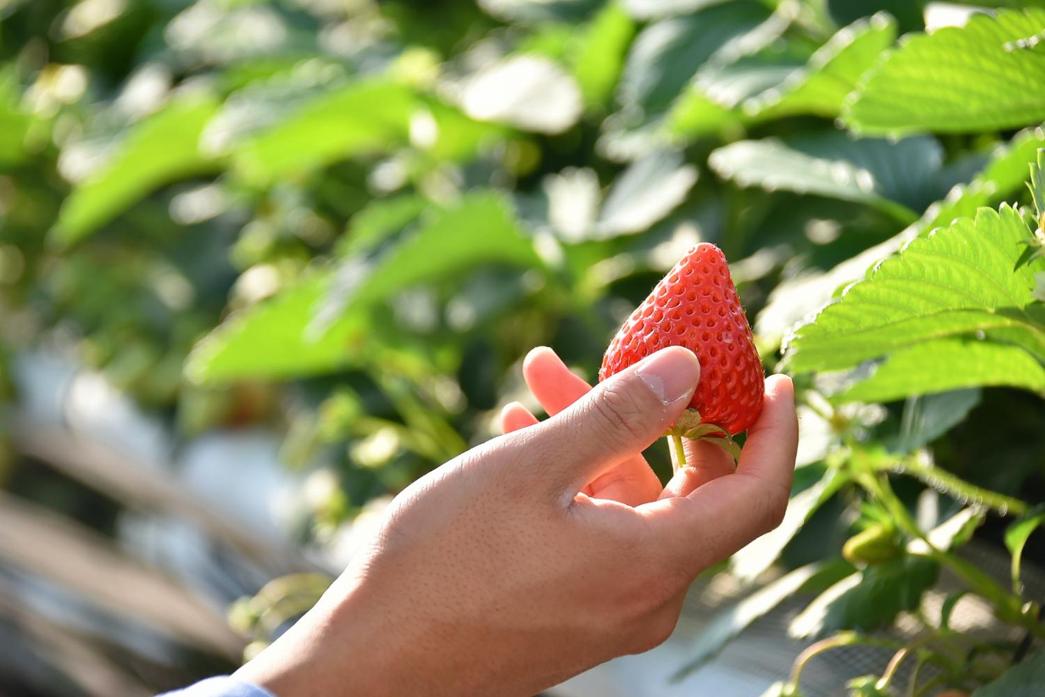 【莓香四溢】大阪Inaoka 水果園30分鐘草莓吃到飽體驗