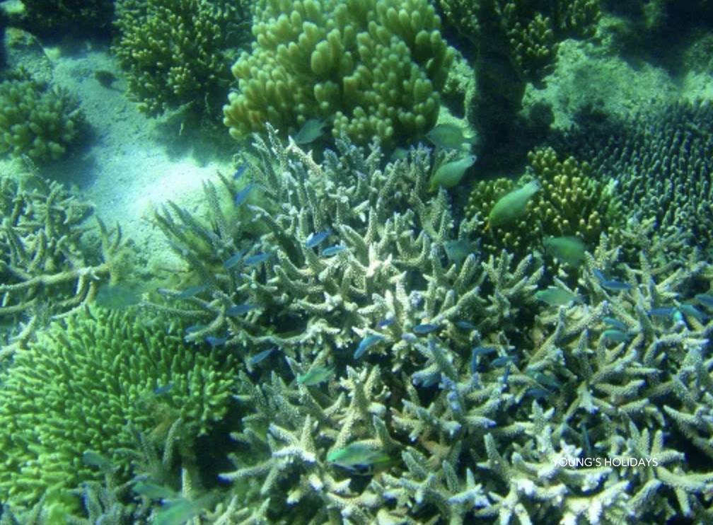 【Fiji】2026年9月25至10月4 10日7夜斐濟極限鯊魚潛水團*隨團教練