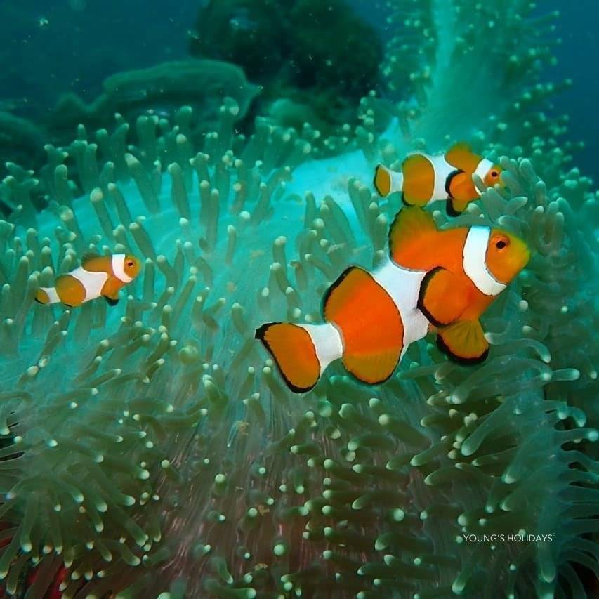 【Coron】2026年4月30日-5月6日 7日6夜 菲律賓科隆島潛水團 *隨團教練Berry