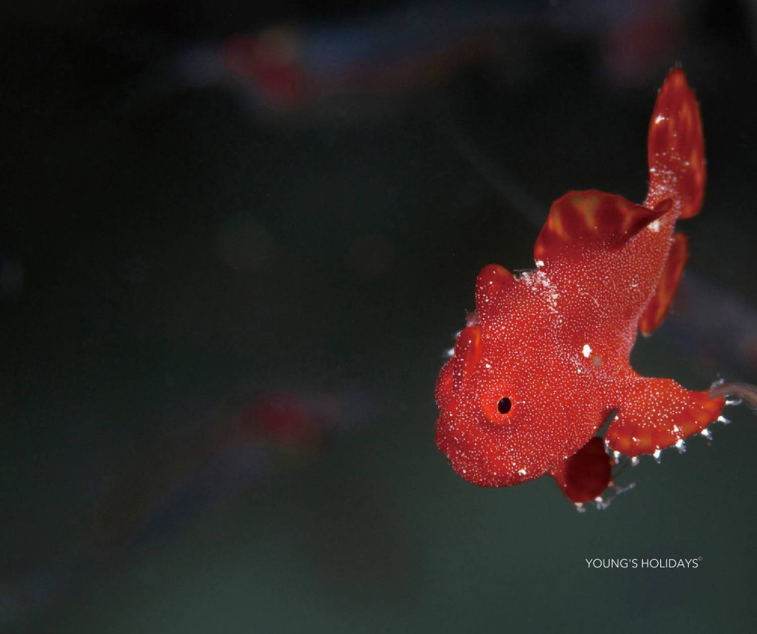 【Dumaguete】Atmosphere Resorts & Spa Philippines 5 days 4 nights diving package