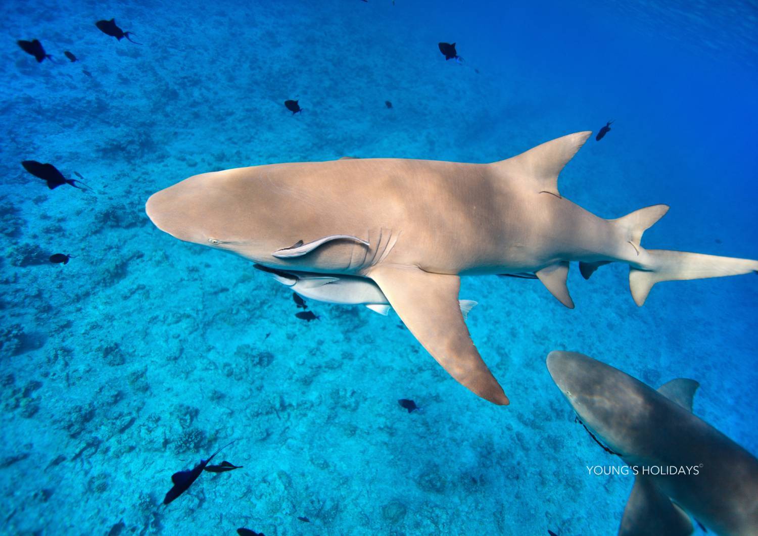 【Fiji】Garden Island Resort Diving package