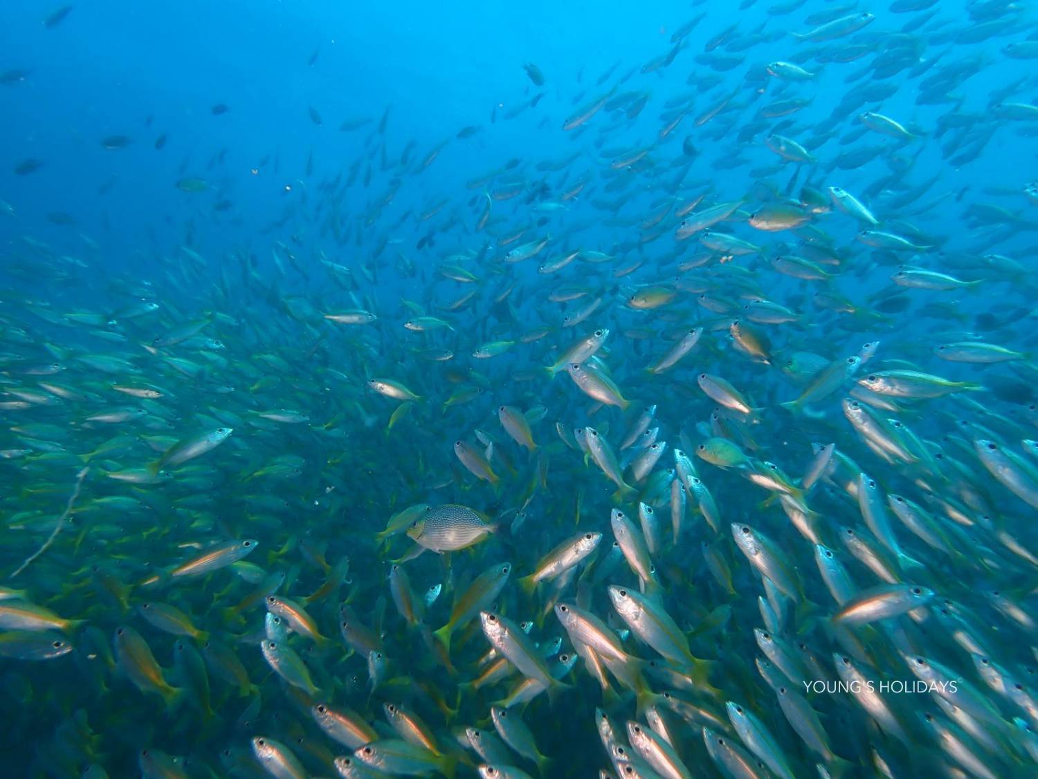 【喀比】2026年10月16日-20日 5日4夜泰國喀比潛水團*隨團教練Nim sir