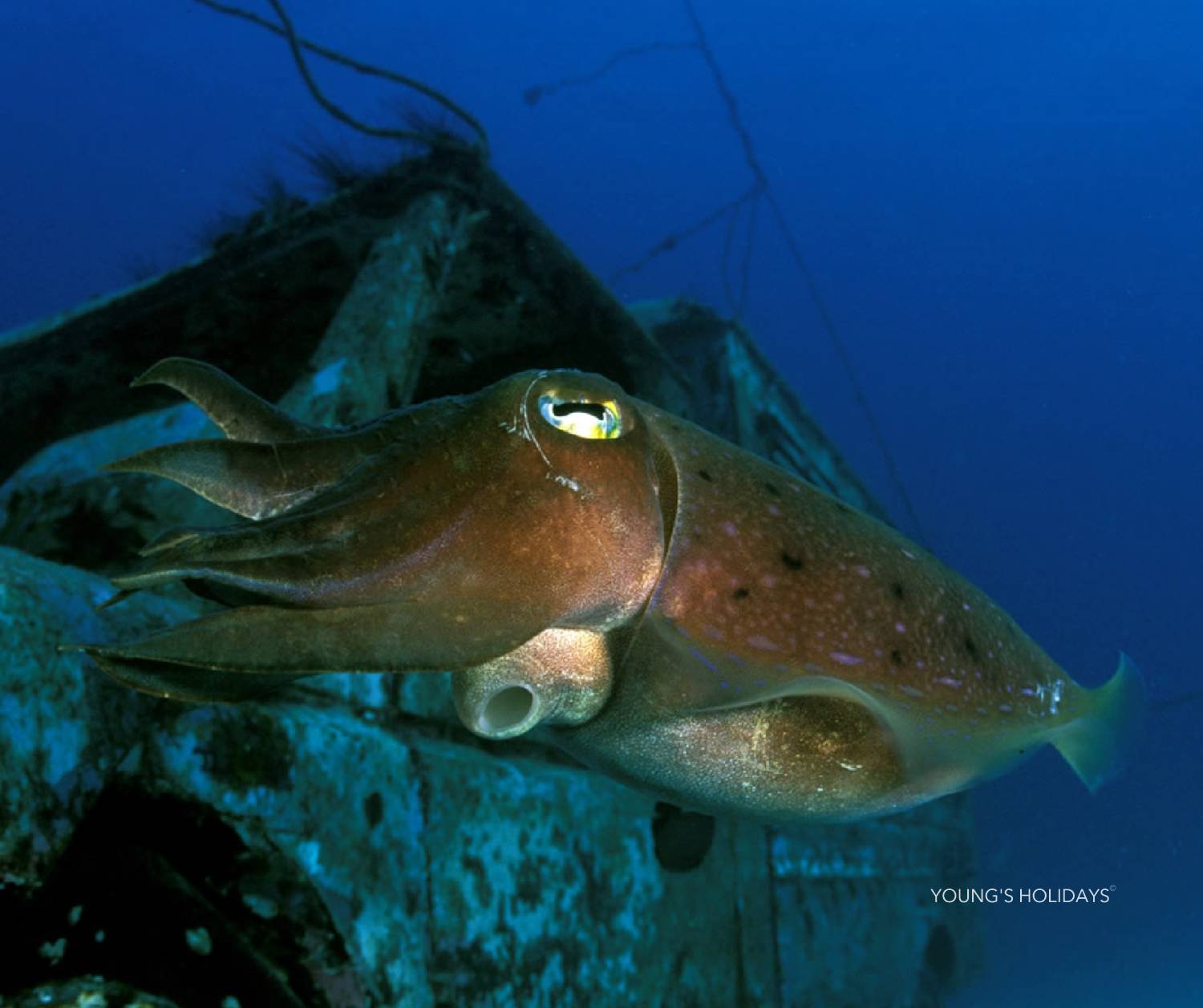 【Malapascua】5 Days 4 Nights Tour with Diving Instructor Tony (25th to 29th DEC 2024)