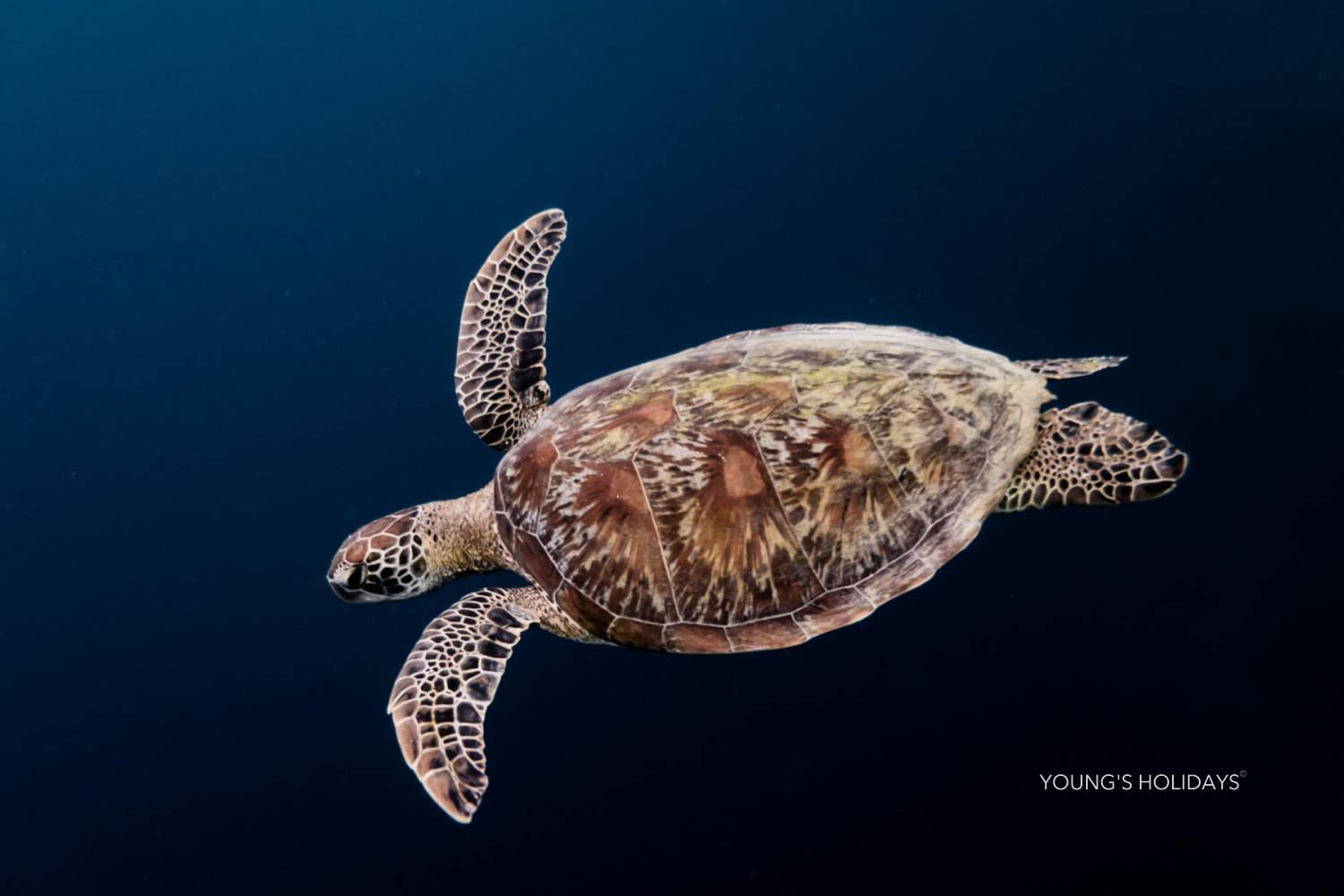 【Moalboal】2025年9月12日-16日 5日4夜 菲律賓墨寶沙甸魚風暴潛水團 *隨團教練Berry