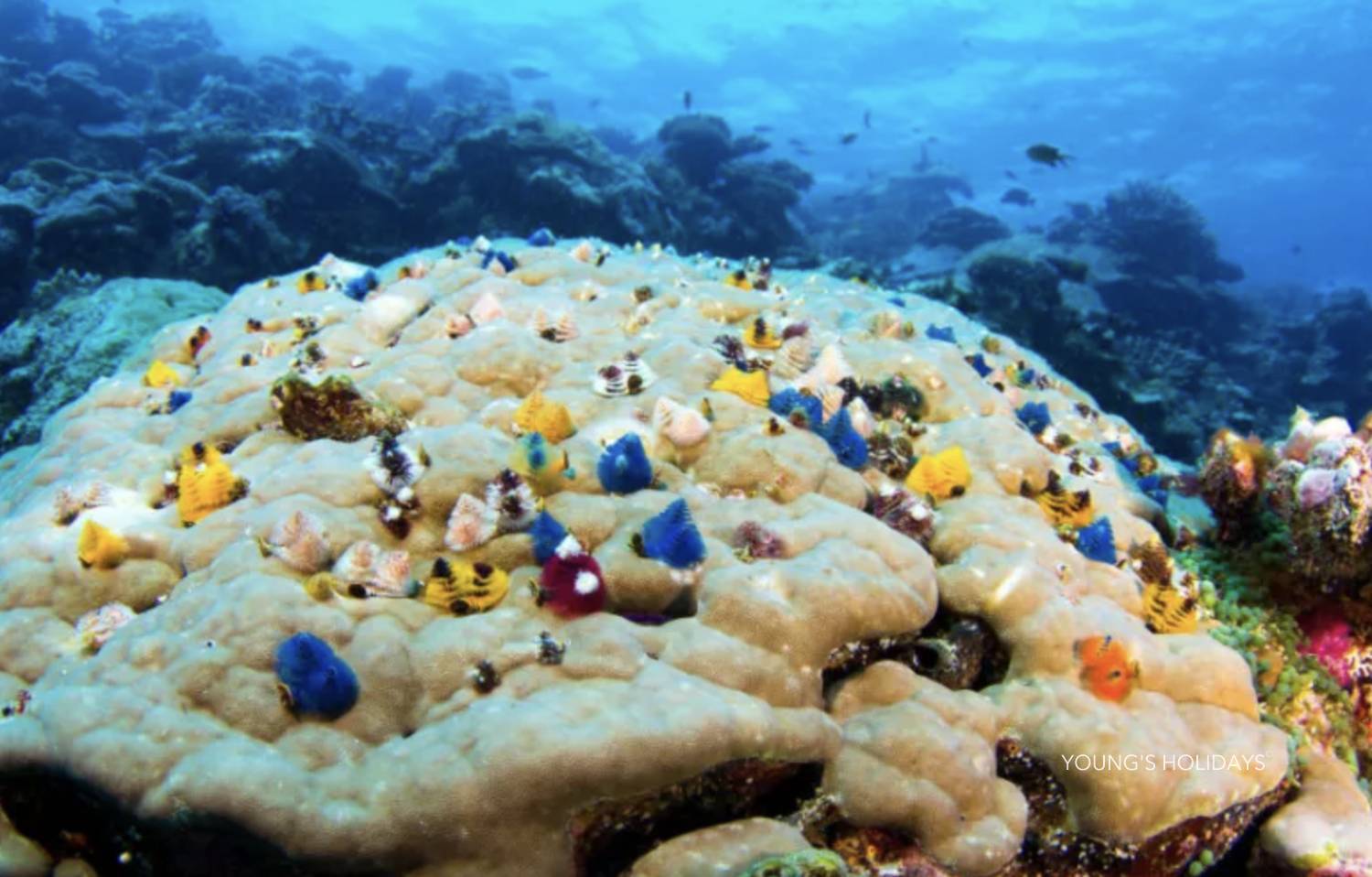 【Fiji】Garden Island Resort Diving package