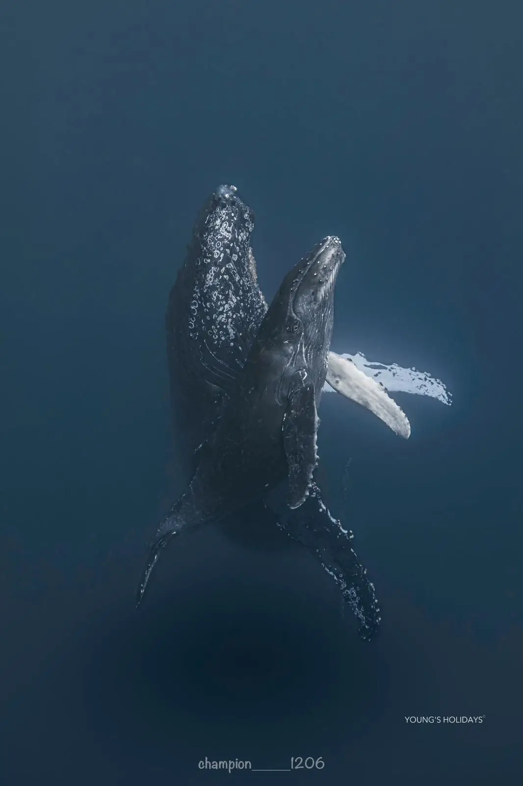 【沖繩潛水】2025年2月15-19日沖繩Okinawa與鯨魚共游Whale Swim5日4夜旅行團