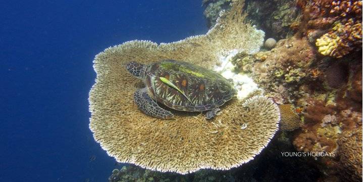 【Moalboal】Club Hari 5 days 4 nights Philippines Dive Tour