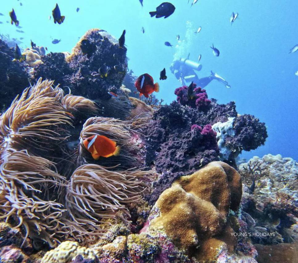 【Fiji】Garden Island Resort Diving package