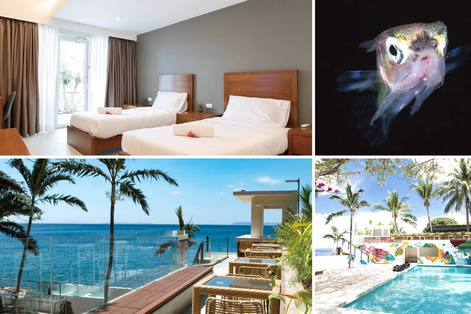 【Anilao】Solitude Acacia Resort Beach & Dive 5 days 4 nights package