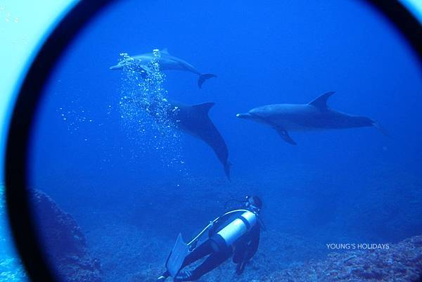 [Tokyo Ogasawara Island] Asia Galapagos Diving Heaven Ogasawara 7 Days 6 Nights Diving Tour