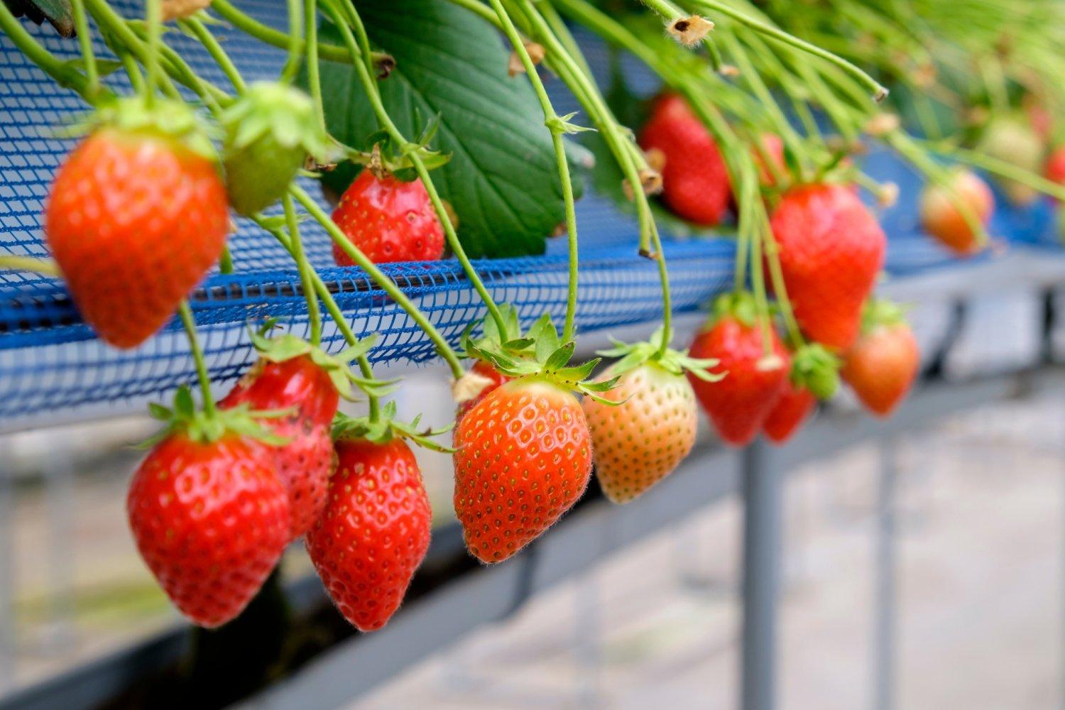 【章姫聖地】東京山梨富士果園採草莓60分鐘吃到飽體驗