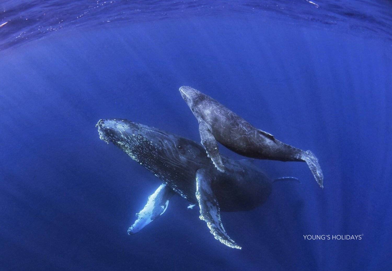 【沖繩潛水】2026年沖繩Okinawa與鯨魚共游Whale Swim旅行團(隨團教練-Berry)