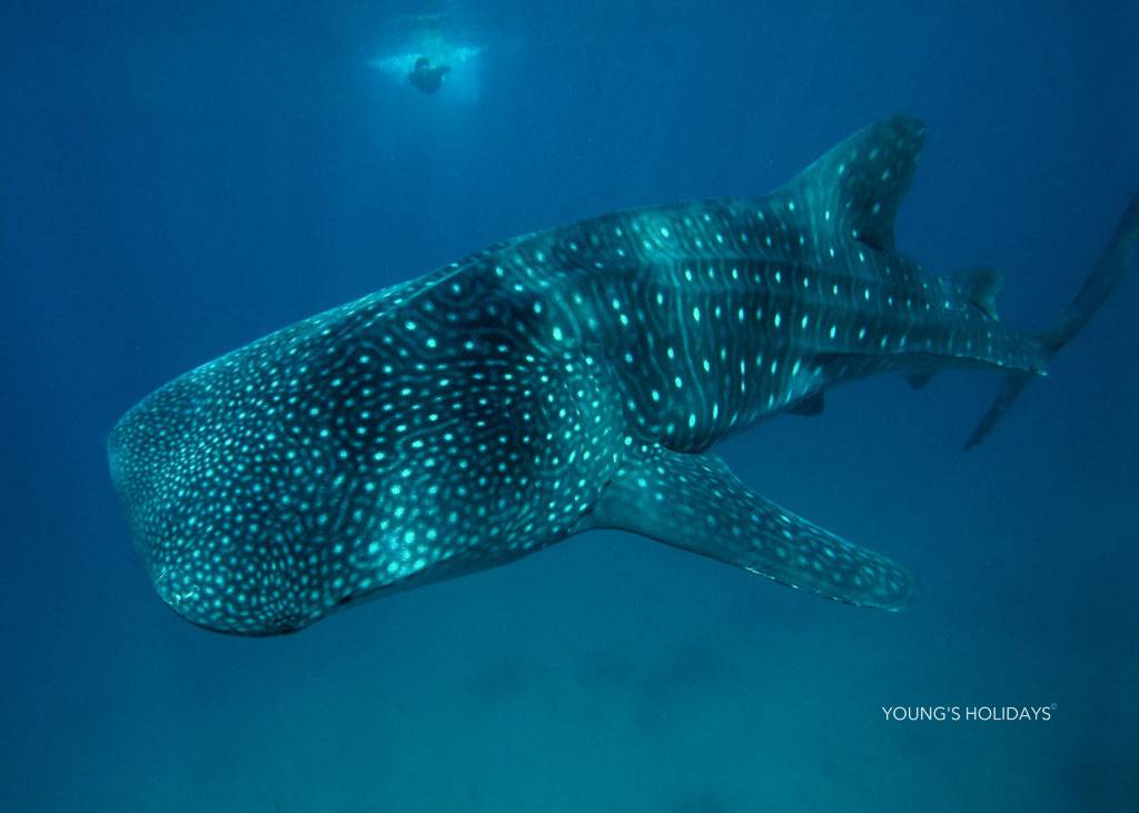 【Puerto Galera】波塞羅拉島Aura Dive Resort菲律賓潛水自由行套票