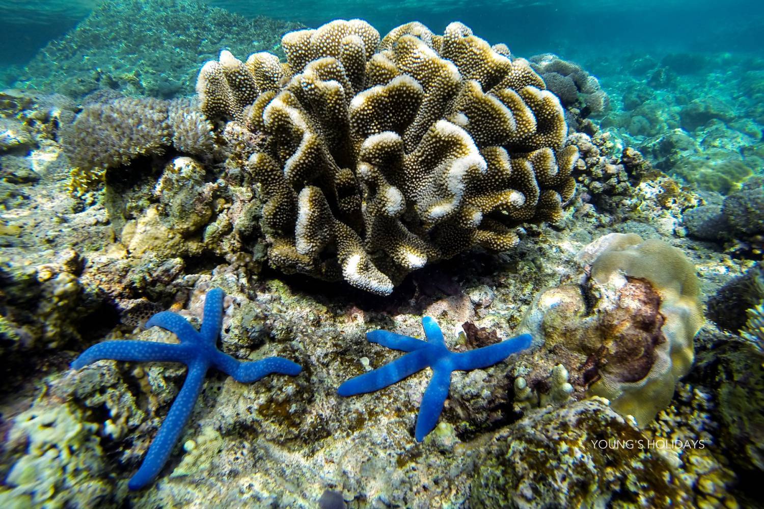 【Moalboal】2025年9月12日-16日 5日4夜 菲律賓墨寶沙甸魚風暴潛水團 *隨團教練Berry