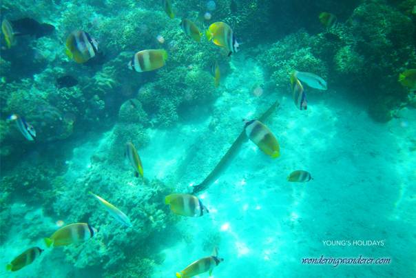 【Puerto Galera】波塞羅拉島Aura Dive Resort菲律賓潛水自由行套票