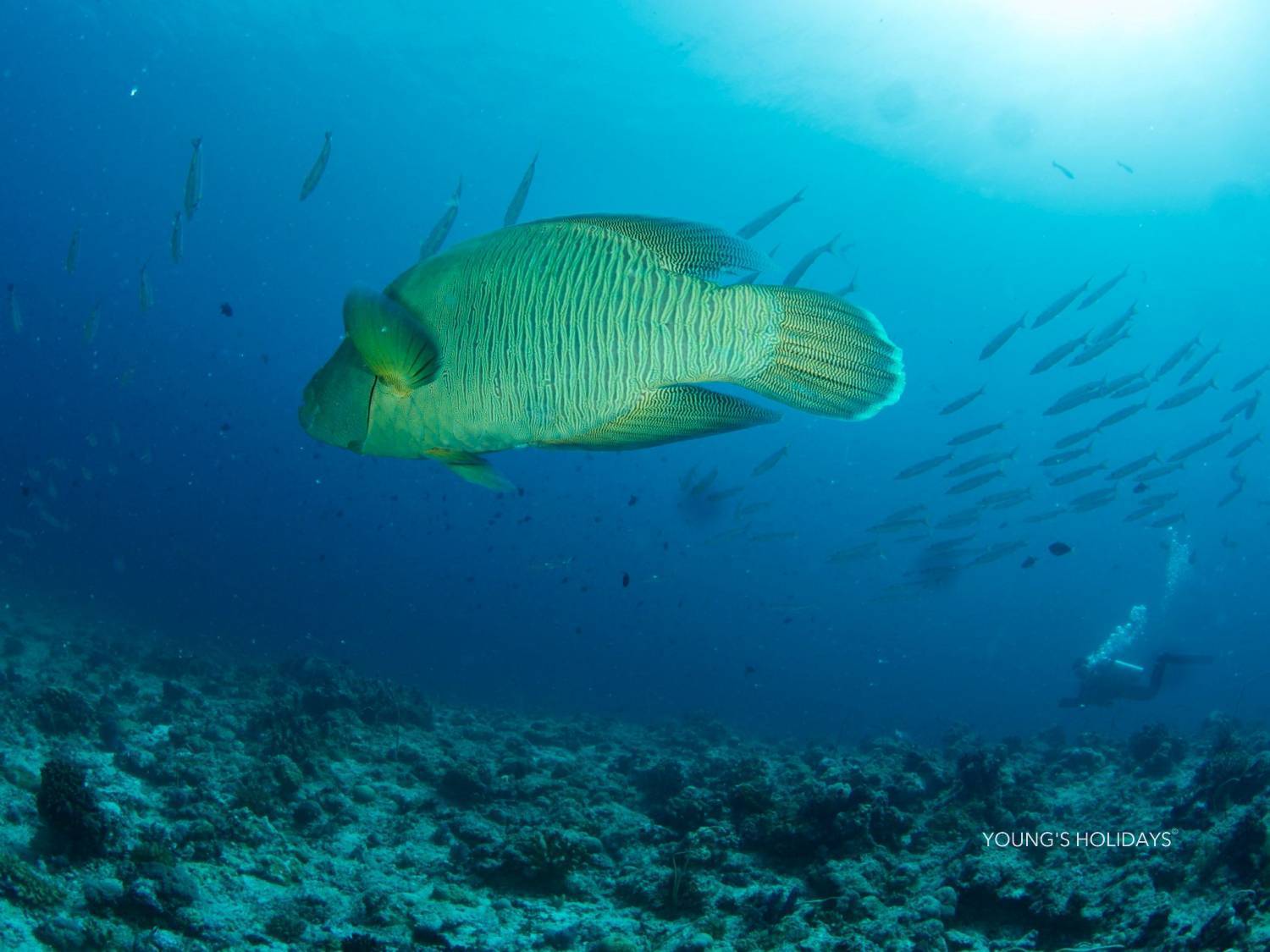【Palau】2026年4月18日-23日 6日5夜帛琉潛水團*隨團教練Ben Sir