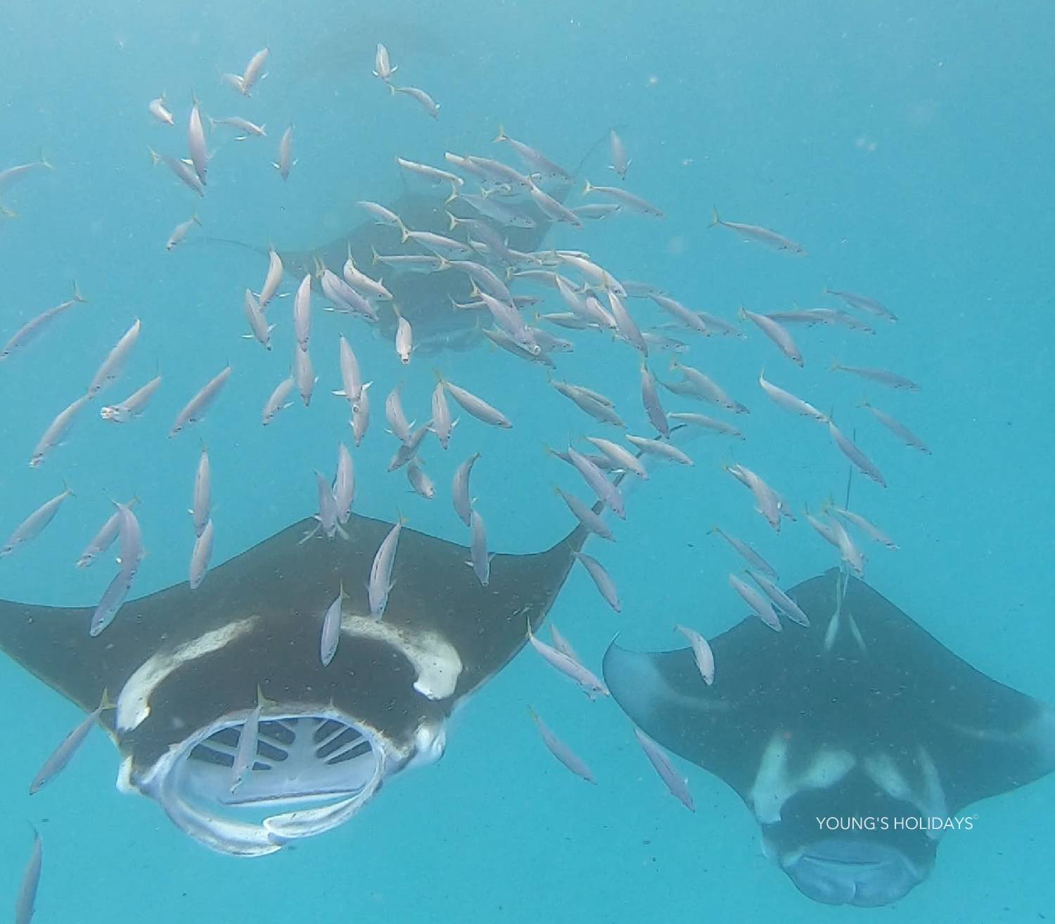 【Maldives】Hanifaru Bay Kiha Beach Resot 5 day 4 night diving package