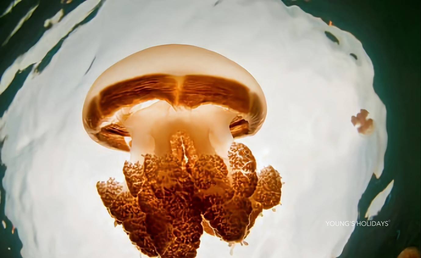 【Derawan】Derawan Dive Lodge  5 days 4 nights diving package