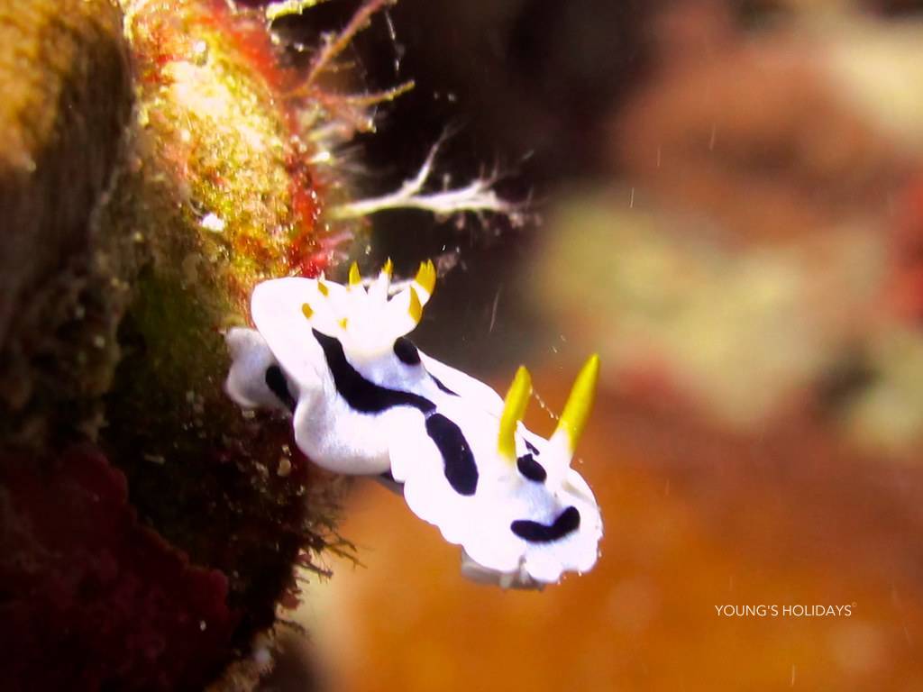 【Indonesia】 Tasik Ria Resort, Spa & Diving  6 days 5 nights diving package