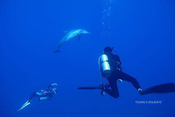 [Tokyo Ogasawara Island] Asia Galapagos Diving Heaven Ogasawara 7 Days 6 Nights Diving Tour