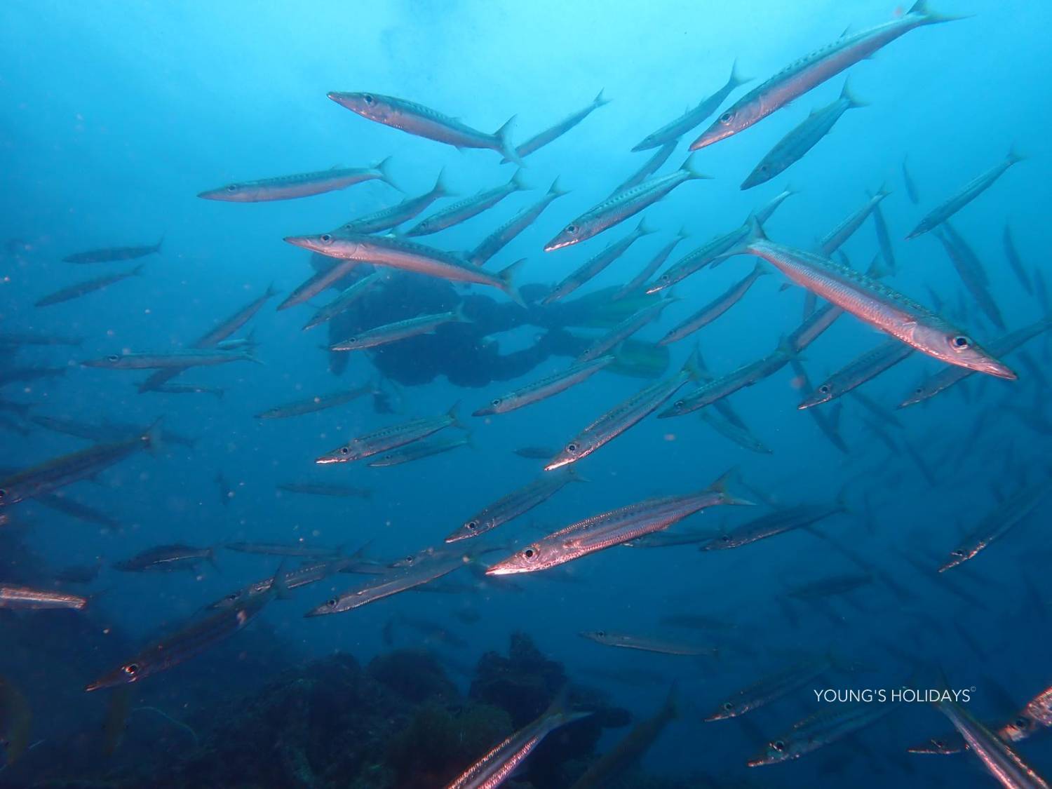 【喀比】2026年10月16日-20日 5日4夜泰國喀比潛水團*隨團教練Nim sir