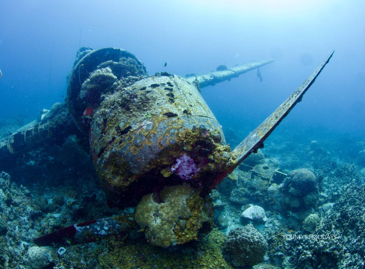 【Palau】2026年4月18日-23日 6日5夜帛琉潛水團*隨團教練Ben Sir