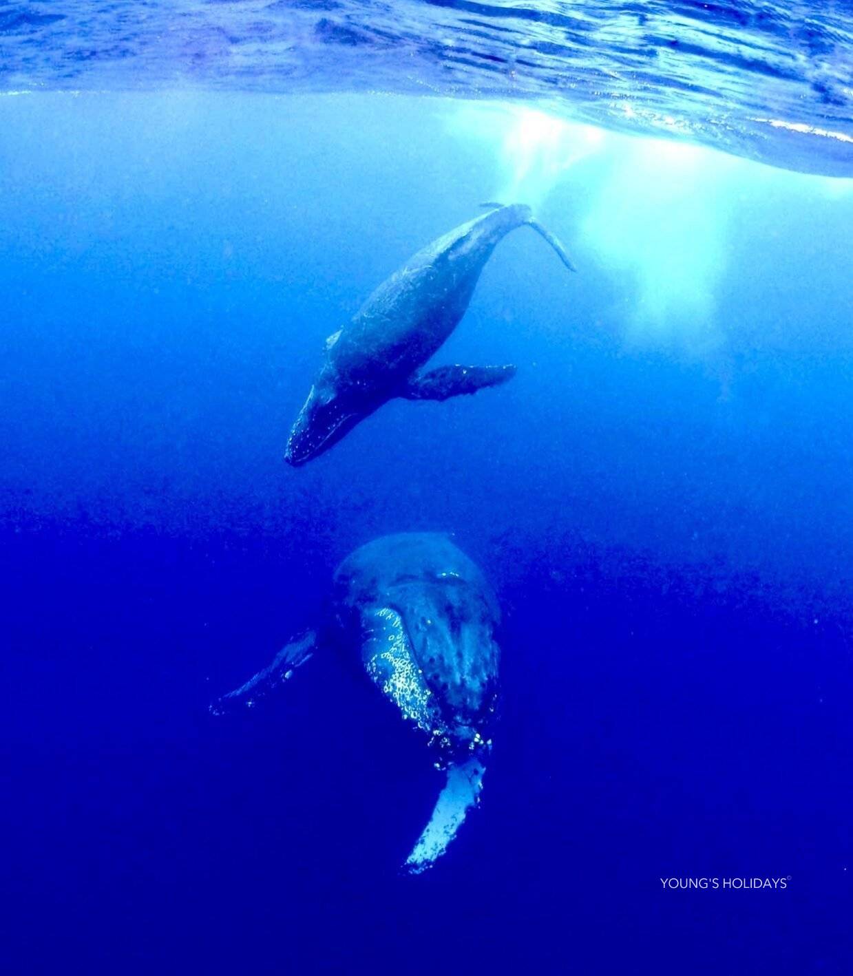 【沖繩潛水】2026年沖繩Okinawa與鯨魚共游Whale Swim旅行團(隨團教練-Berry)