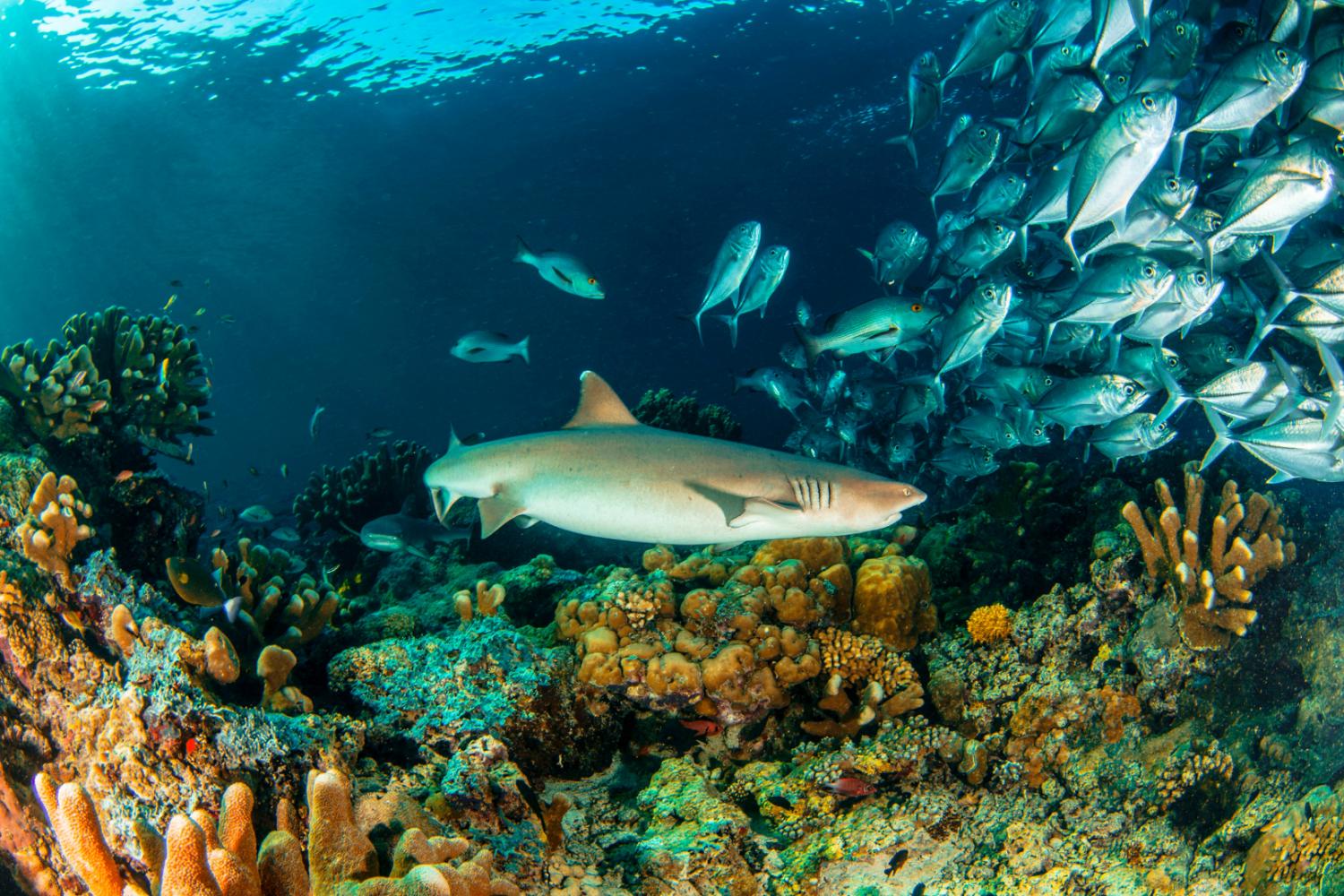 【Malapascua】馬拉帕斯卡島追蹤長尾鯊之旅Blanco Beach Resort 5日4夜潛水自由行套票