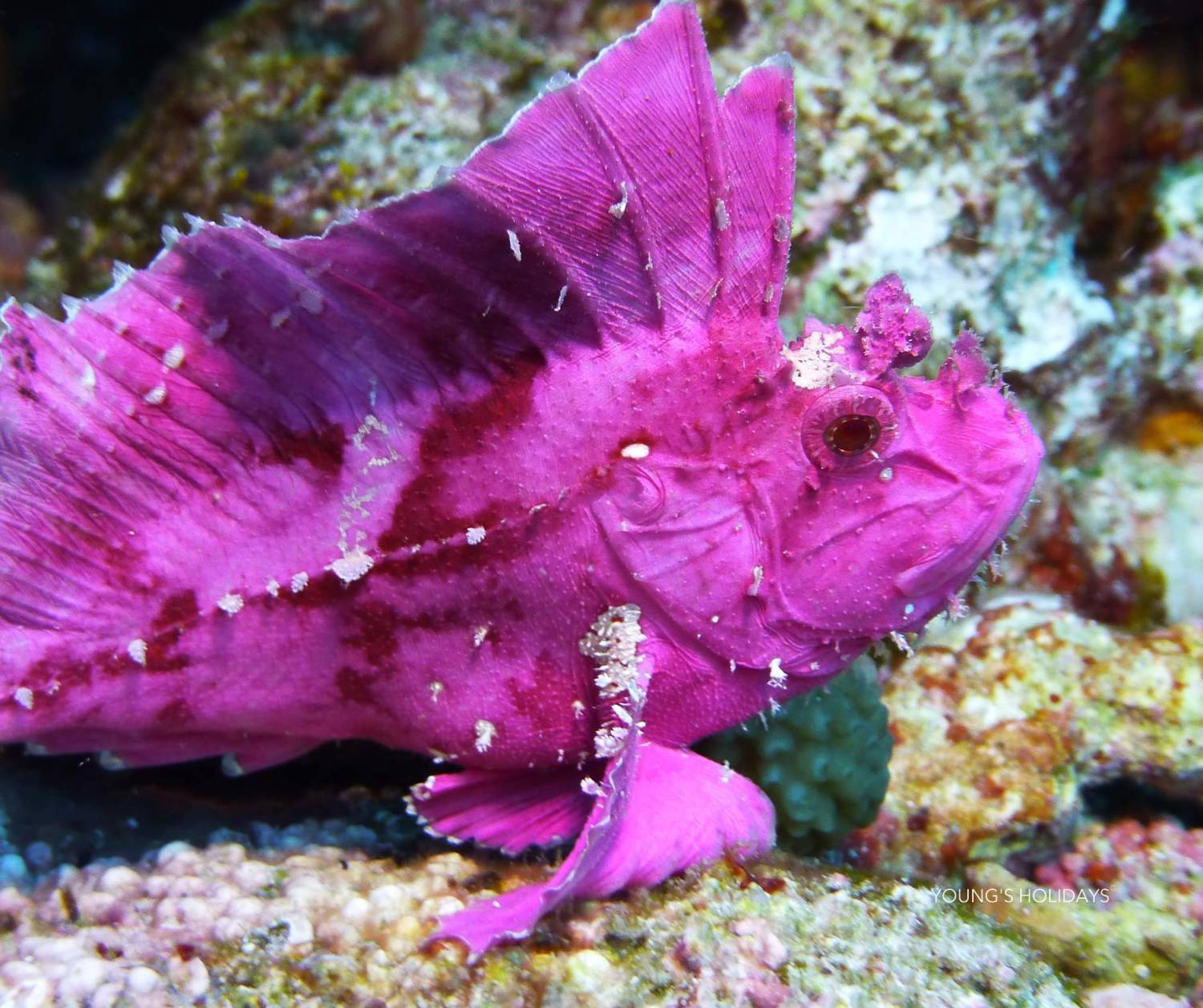 【Manado】Bastianos Bunaken Dive Resort 6 days 5 nights Indonesia diving package