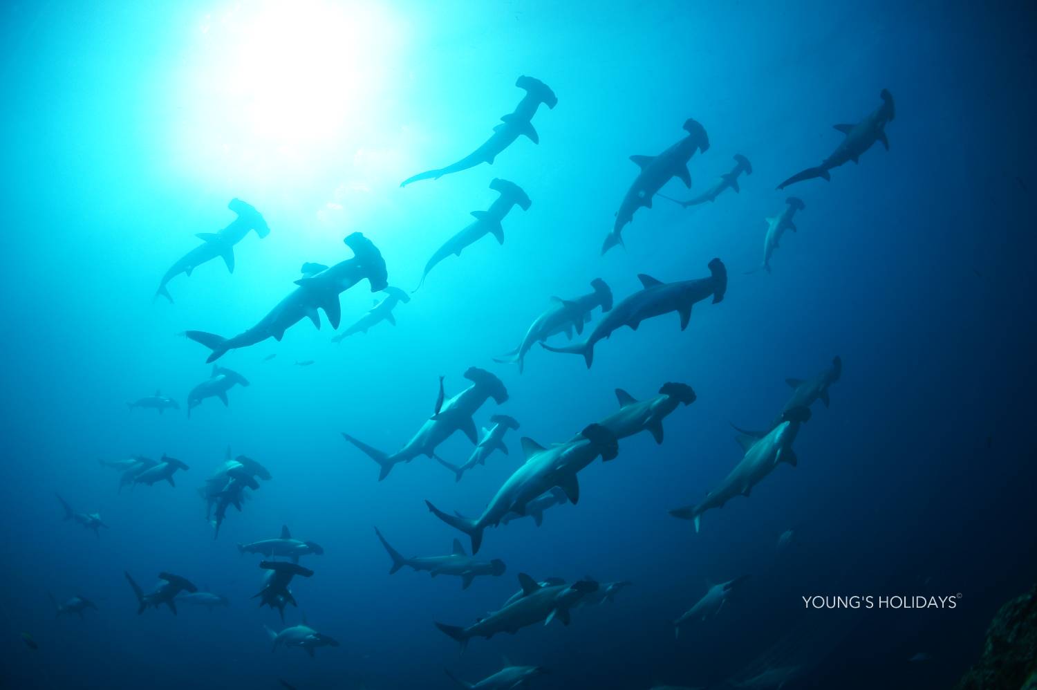 [Mikomoto Island] Diving with Hammerhead Sharks 4 Days 3 Nights Diving Package
