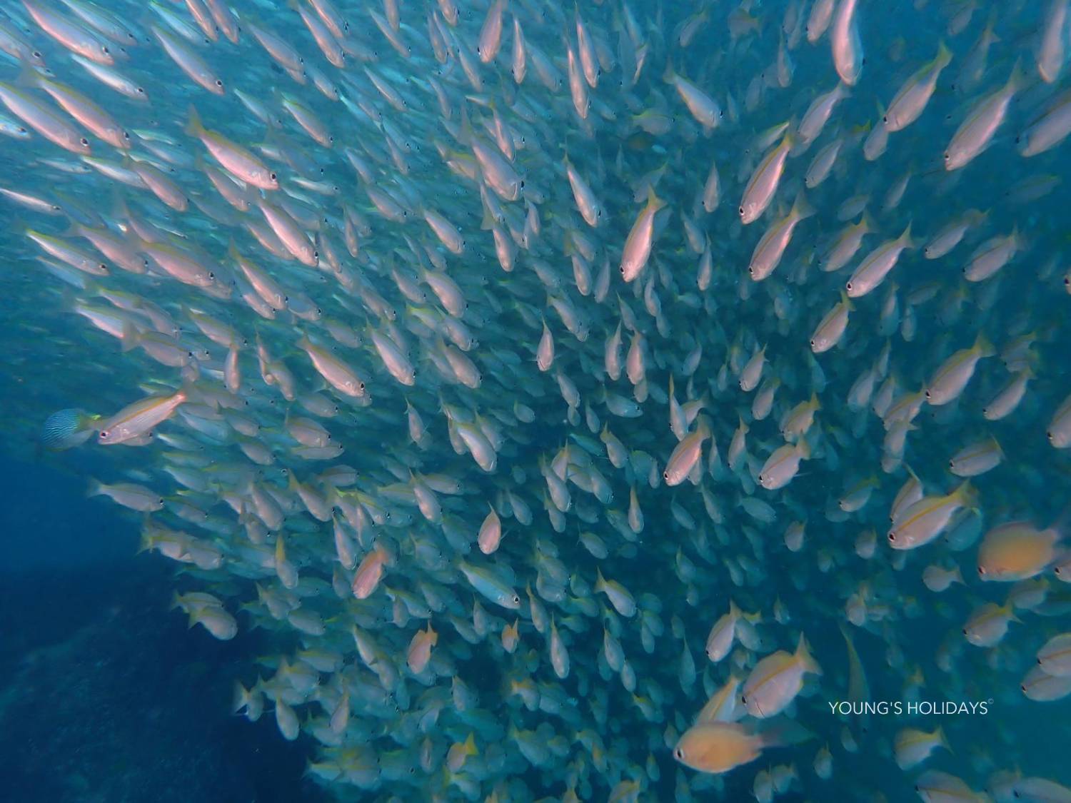 【喀比】2026年10月16日-20日 5日4夜泰國喀比潛水團*隨團教練Nim sir