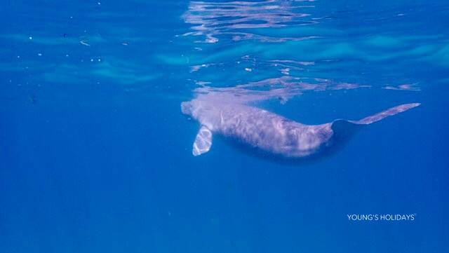 【Coron】2026年4月30日-5月6日 7日6夜 菲律賓科隆島潛水團 *隨團教練Berry