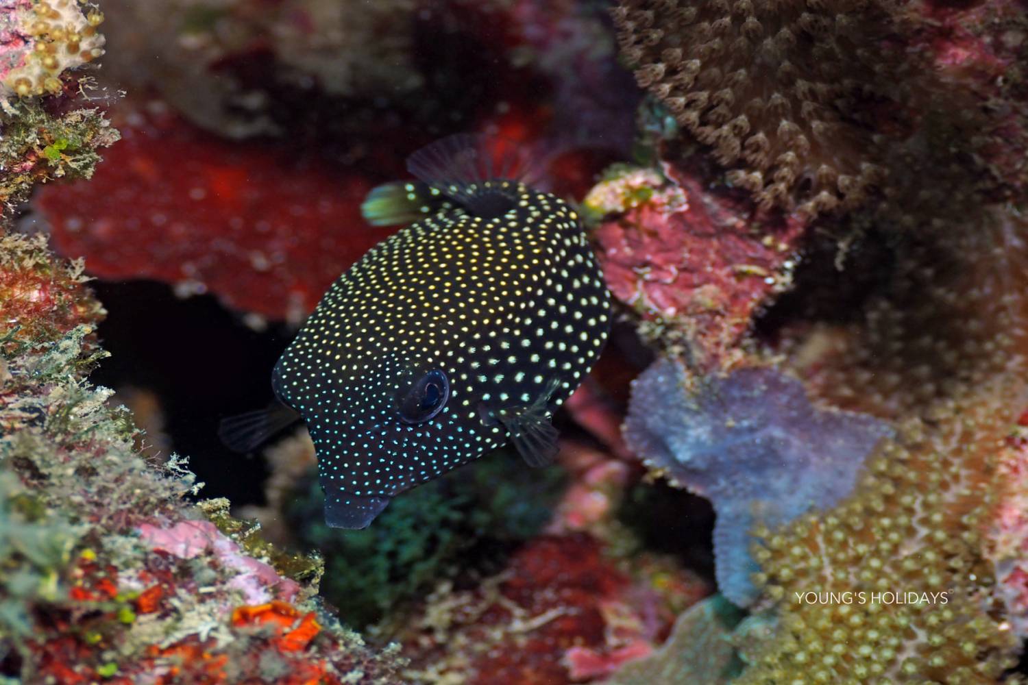 【Moalboal】Club Hari 5 days 4 nights Philippines Dive Tour