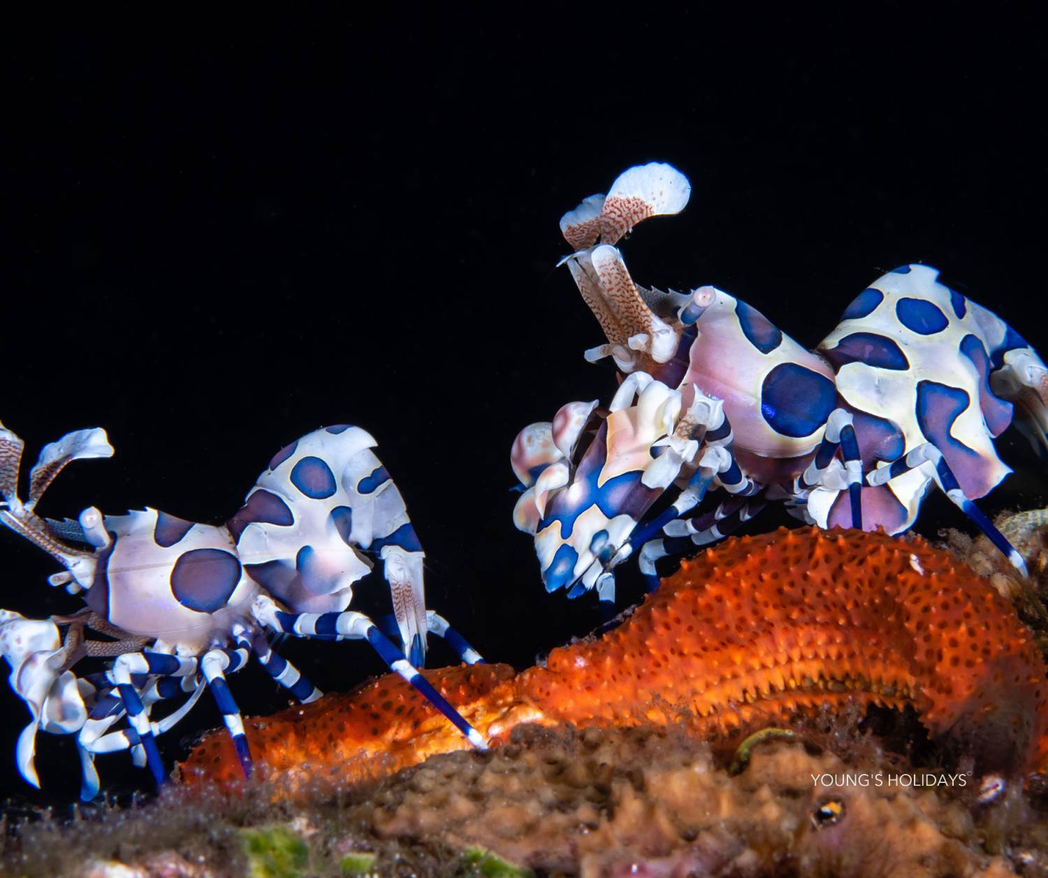 【Tulamben】Villa Markisa Dive Resort 6 days 5 nights Indonesia diving package