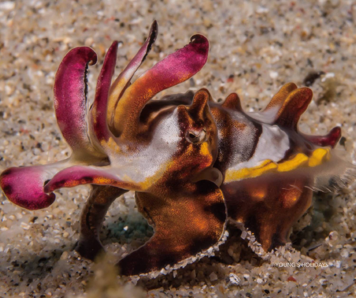 【Manado】Bastianos Bangka Dive Resort 6 days Indonesia diving package