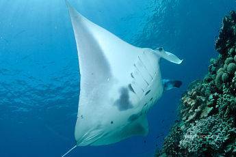 【Derawan】Derawan Dive Lodge  5 days 4 nights diving package