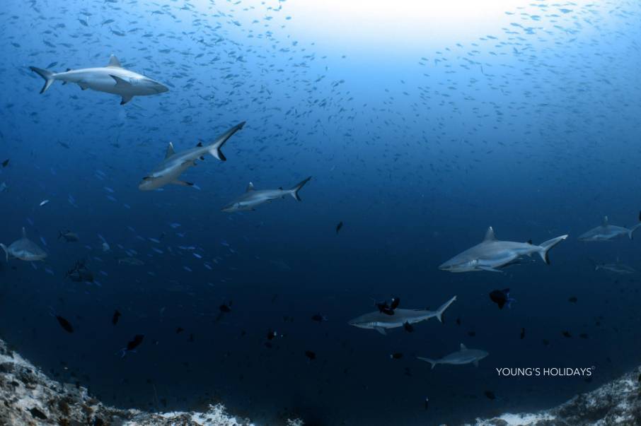 【Maldives】8 Days 7 Nights(February 13-20, 2027) Maldives - Liveaboard Tour ( travel with instructor Berry )