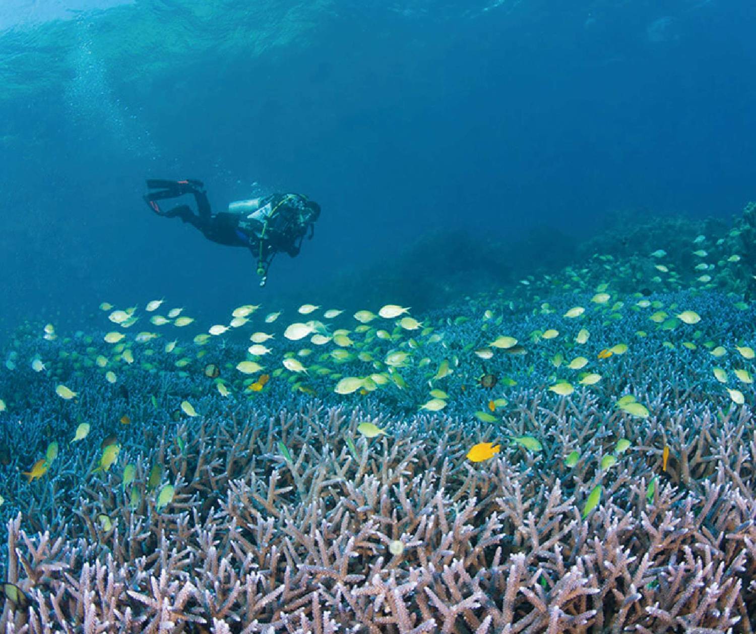 【Philippine】Atlantis Puerto Galera resort 5 days 4 nights diving package